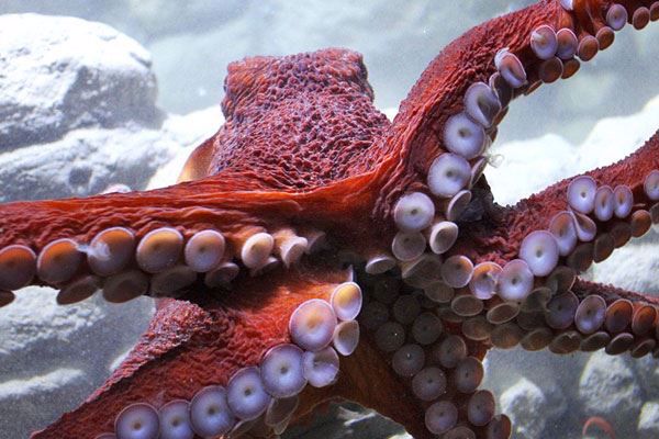 New England Aquarium