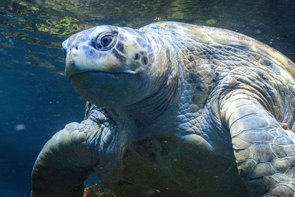 Myrtle the Turtle