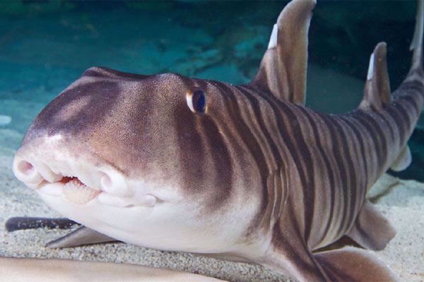Science of Sharks