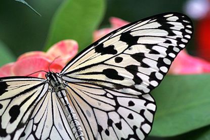 The Key West Butterfly & Nature Conservatory