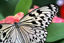 The Key West Butterfly & Nature Conservatory