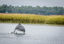 Picture of Dolphin Eco Tour